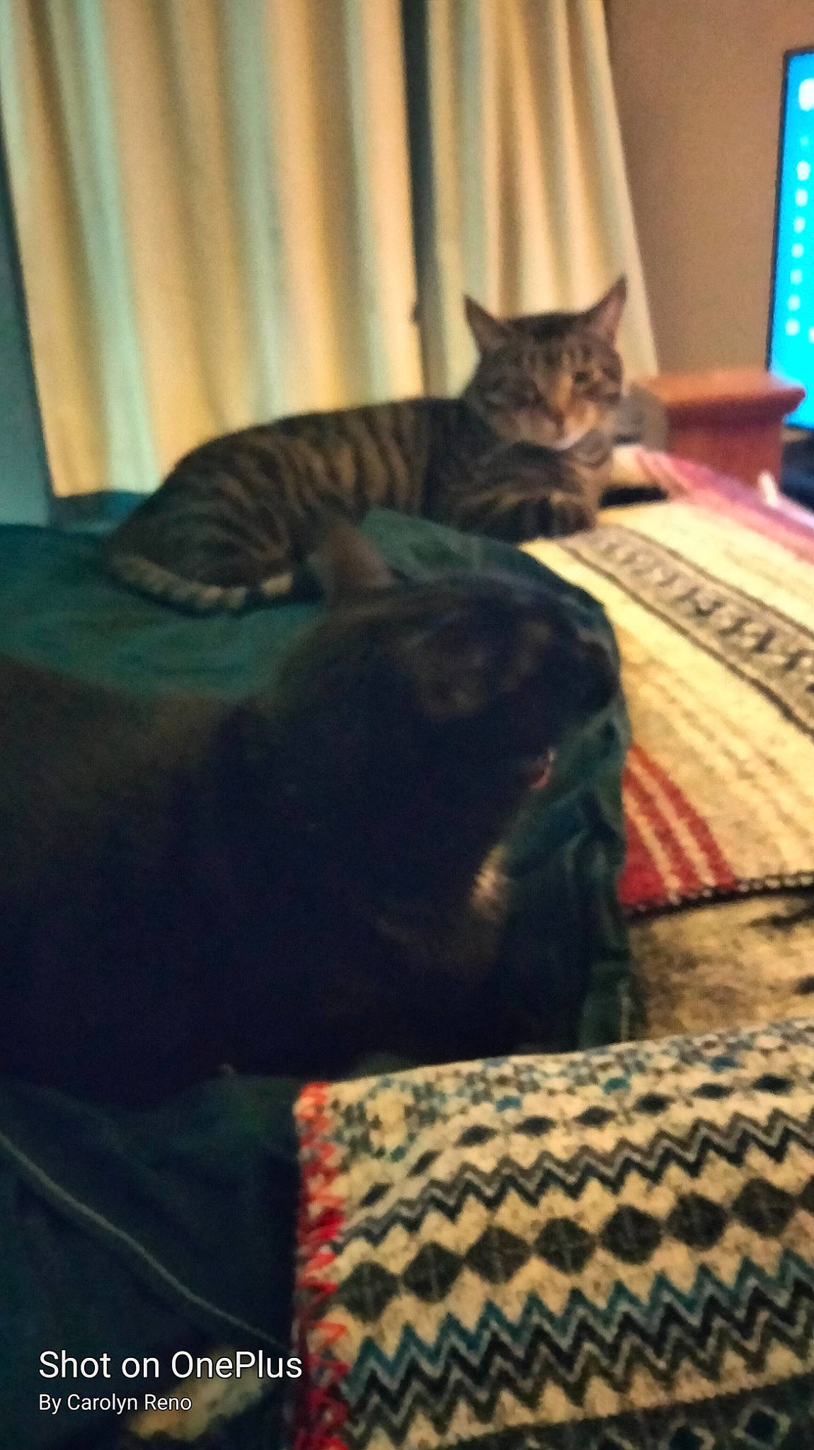 Kitkat is registered to the contest to win money with this photo: bed, bedding, blue, carnivore, cat, comfort, domestic_short_haired_cat, felidae, flooring, fur, light, linens, mammal, pattern, room, small_to_medium_sized_cats, tail, terrestrial_animal, vertebrate, whiskers