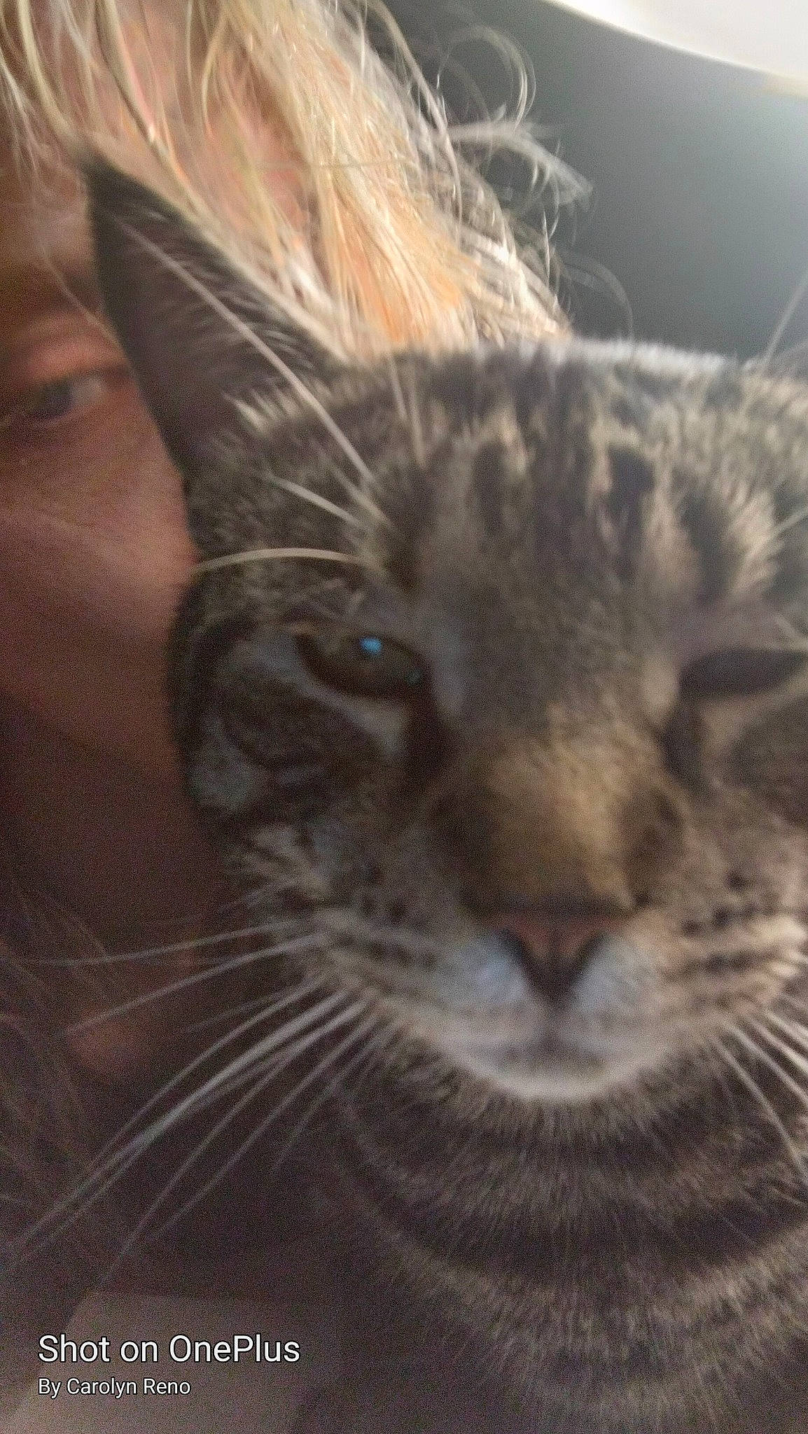 Angelo joined the competition — help win amazing prizes! carnivore, cat, domestic_short_haired_cat, ear, felidae, fur, sky, small_to_medium_sized_cats, snout, terrestrial_animal, whiskers, wildlife