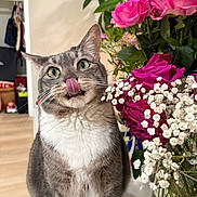 Skyler joined the competition — help win amazing prizes! bouquet, cat, close_up, curious_expression, flowers, fur, green_eyes, houseplant, indoor, licking, pet, pink, roses, tabby, table, tongue_out, vase, whiskers, white_flowers, wood_floor
