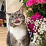 bouquet, cat, close_up, curious_expression, flowers, fur, green_eyes, houseplant, indoor, licking, pet, pink, roses, tabby, table, tongue_out, vase, whiskers, white_flowers, wood_floor