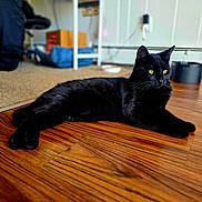 Batman And Spiderman joined the competition — help win amazing prizes! baseboard, black_cat, black_fur, carpet, cat, cozy, domestic, feline, furniture, gaze, hardwood_floor, indoor, living_room, lying_down, pet, pet_bowl, portrait, relaxed, whiskers, yellow_eyes