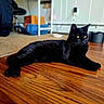 baseboard, black_cat, black_fur, carpet, cat, cozy, domestic, feline, furniture, gaze, hardwood_floor, indoor, living_room, lying_down, pet, pet_bowl, portrait, relaxed, whiskers, yellow_eyes
