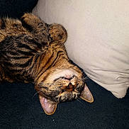 Batman And Spiderman is registered to the contest to win money with this photo: cat, tabby_cat, pet, sleeping, upside_down, teeth, teefies, paws, fur, whiskers, pillow, couch, indoor, close_up, relaxed, cute, cozy, nap, ears, striped