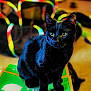 cat, black_cat, pet, animal, box, cardboard_box, indoor, food_box, hello_fresh, eyes, whiskers, sitting, portrait, fur, curious, bokeh, colorful, ribbon, playful, home