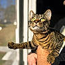 bokeh, cat, close_up, curious, domestic_cat, feline, fur, green_eyes, holding, human_arm, indoor, looking_up, paws, pet, portrait, stripes, sunlight, tabby_cat, whiskers, window