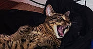 Batman And Spiderman joined the competition — help win amazing prizes! bedding, cables, carpet, cat, dramatic, ear, fangs, fur, indoor, jacket, lying_down, open_mouth, pet, playful, plug, power_outlet, tabby_cat, whiskers, white_wall, yawning