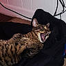 bedding, cables, carpet, cat, dramatic, ear, fangs, fur, indoor, jacket, lying_down, open_mouth, pet, playful, plug, power_outlet, tabby_cat, whiskers, white_wall, yawning