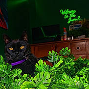 Trap joined the competition — help win amazing prizes! black_cat, cat, close_up, dark_background, fake_plant, furniture, green_plant, indoor, leaf, living_room, neon_sign, orange_accent, pet, portrait, purple_collar, television, welcome_sign, whiskers, wooden_cabinet, yellow_eyes