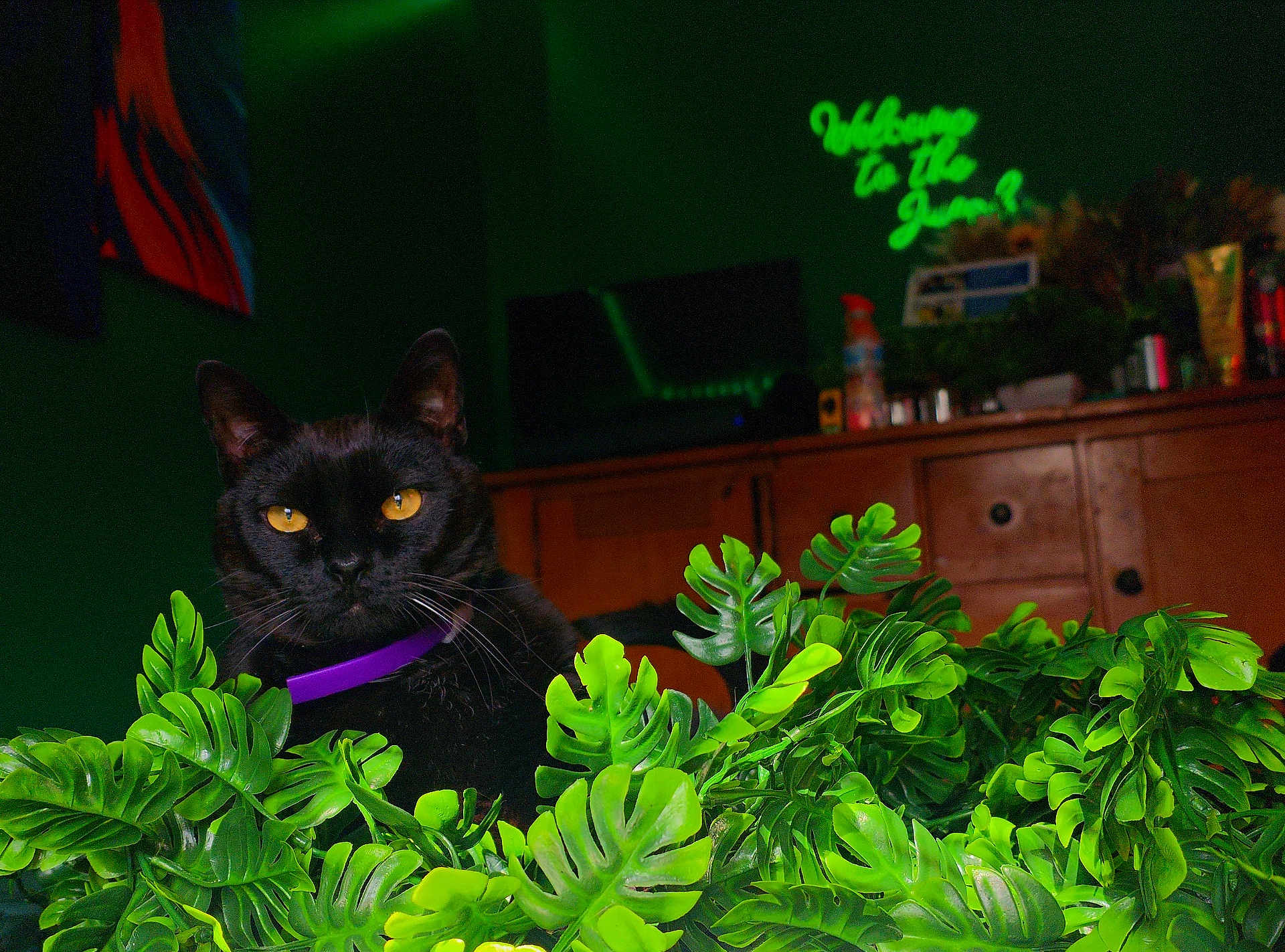 Trap joined the competition — help win amazing prizes! black_cat, cat, close_up, dark_background, fake_plant, furniture, green_plant, indoor, leaf, living_room, neon_sign, orange_accent, pet, portrait, purple_collar, television, welcome_sign, whiskers, wooden_cabinet, yellow_eyes