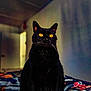 Trap is registered to the contest to win money with this photo: bed, black_cat, black_fur, blanket, cat, close_up, cozy, dark_background, domestic, ears, feline, indoor, nose, pet, portrait, sitting, soft_light, stare, whiskers, yellow_eyes