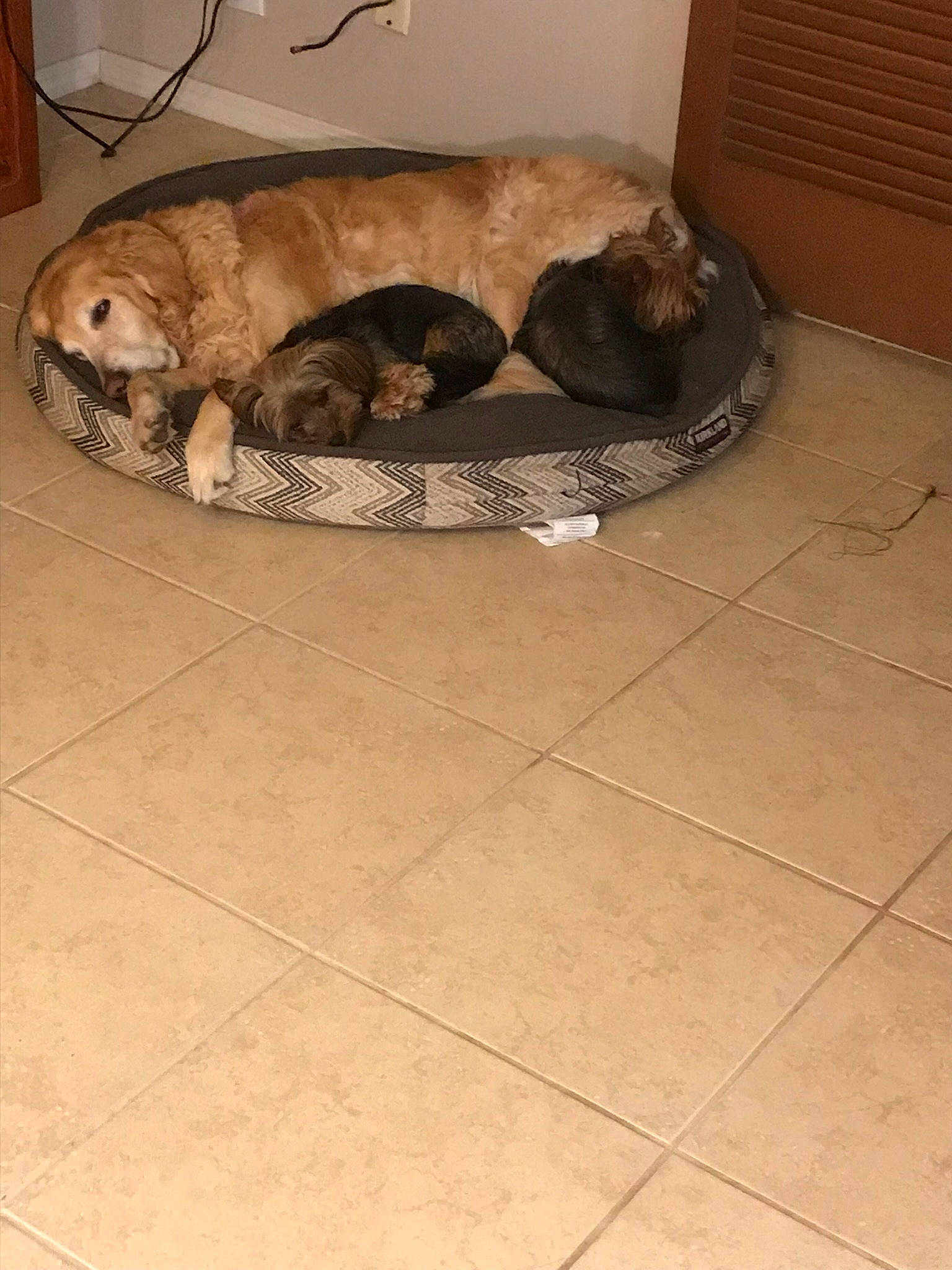 Daisy is registered to the contest to win money with this photo: canidae, carnivore, comfort, companion_dog, dog, dog_bed, dog_breed, dog_supply, fawn, felidae, floor, flooring, fur, hardwood, pet_supply, sporting_group, tail, terrestrial_animal, tile_flooring, wood