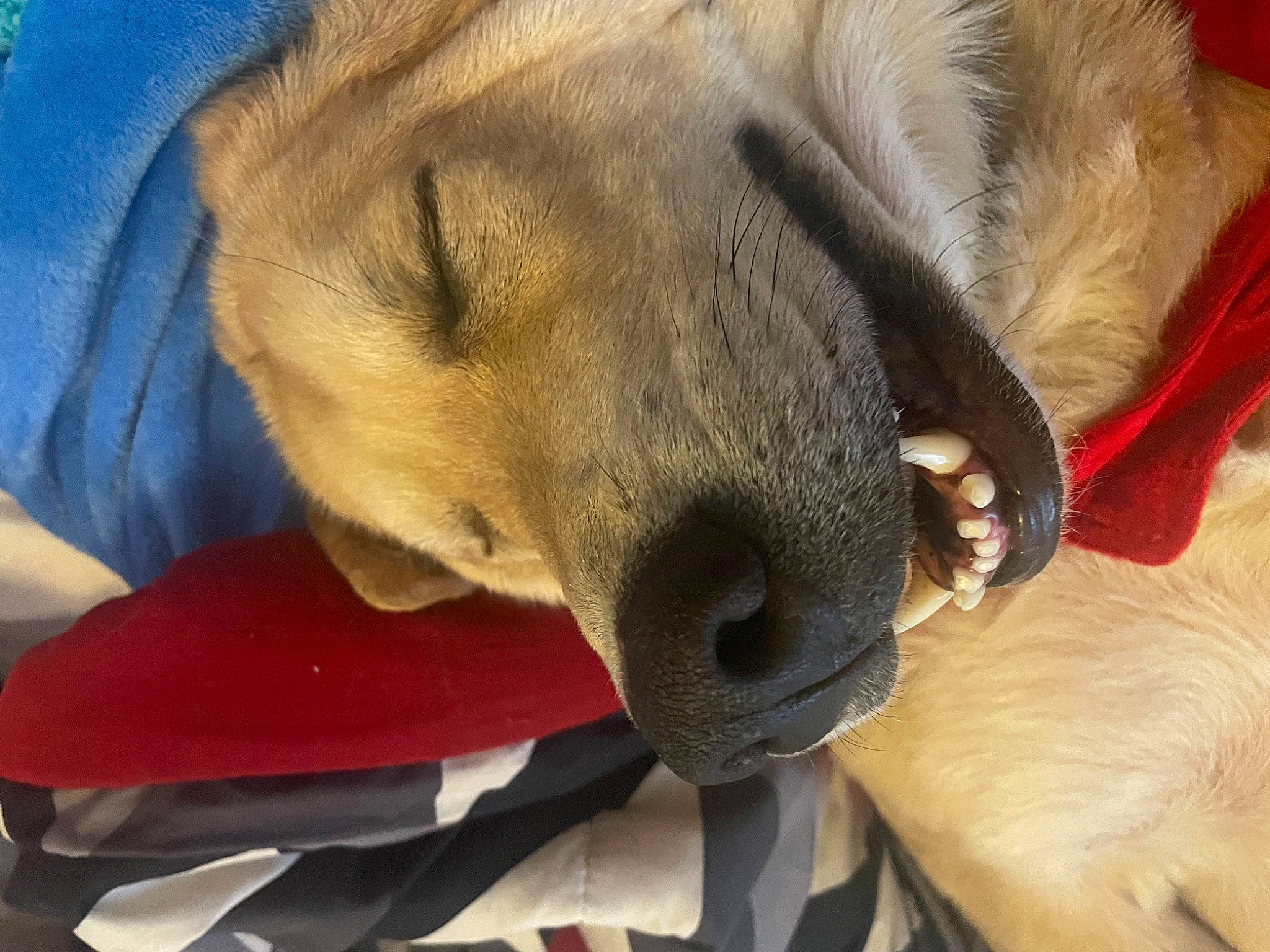 Snoopdog joined the competition — help win amazing prizes! canidae, carnivore, claw, collar, comfort, companion_dog, dog, dog_breed, dog_collar, dog_supply, ear, fawn, fur, jaw, paw, pet_supply, snout, sporting_group, whiskers, working_animal