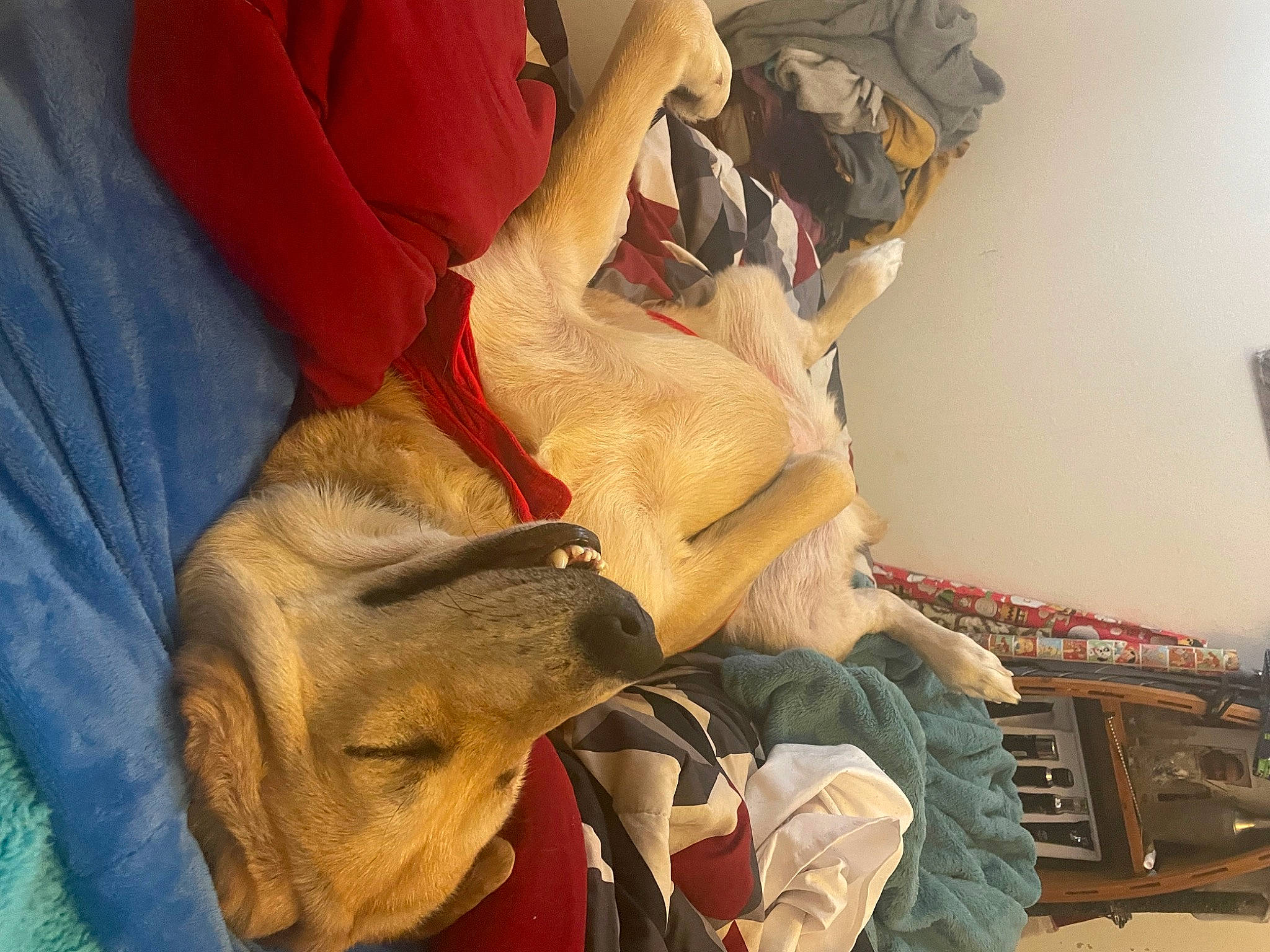 Snoopdog joined the competition — help win amazing prizes! carmine, comfort, companion_dog, dog, dog_breed, fawn, flesh, fur, gesture, human_leg, jaw, personal_protective_equipment, working_animal, wrinkle, wrist