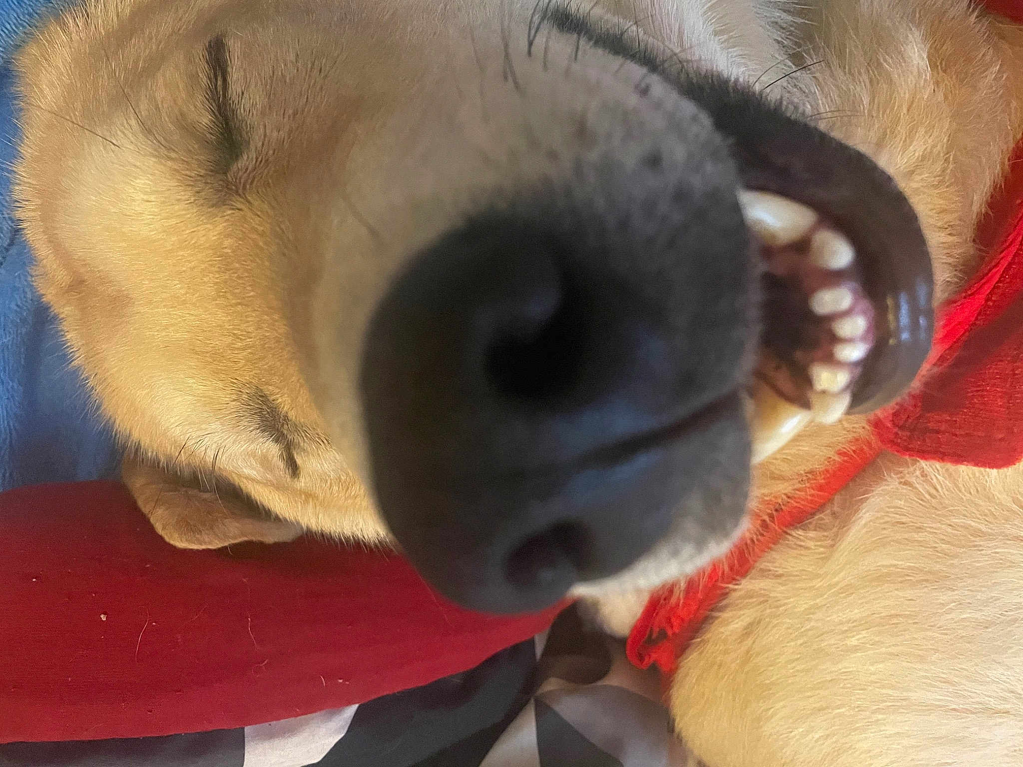 Snoopdog
