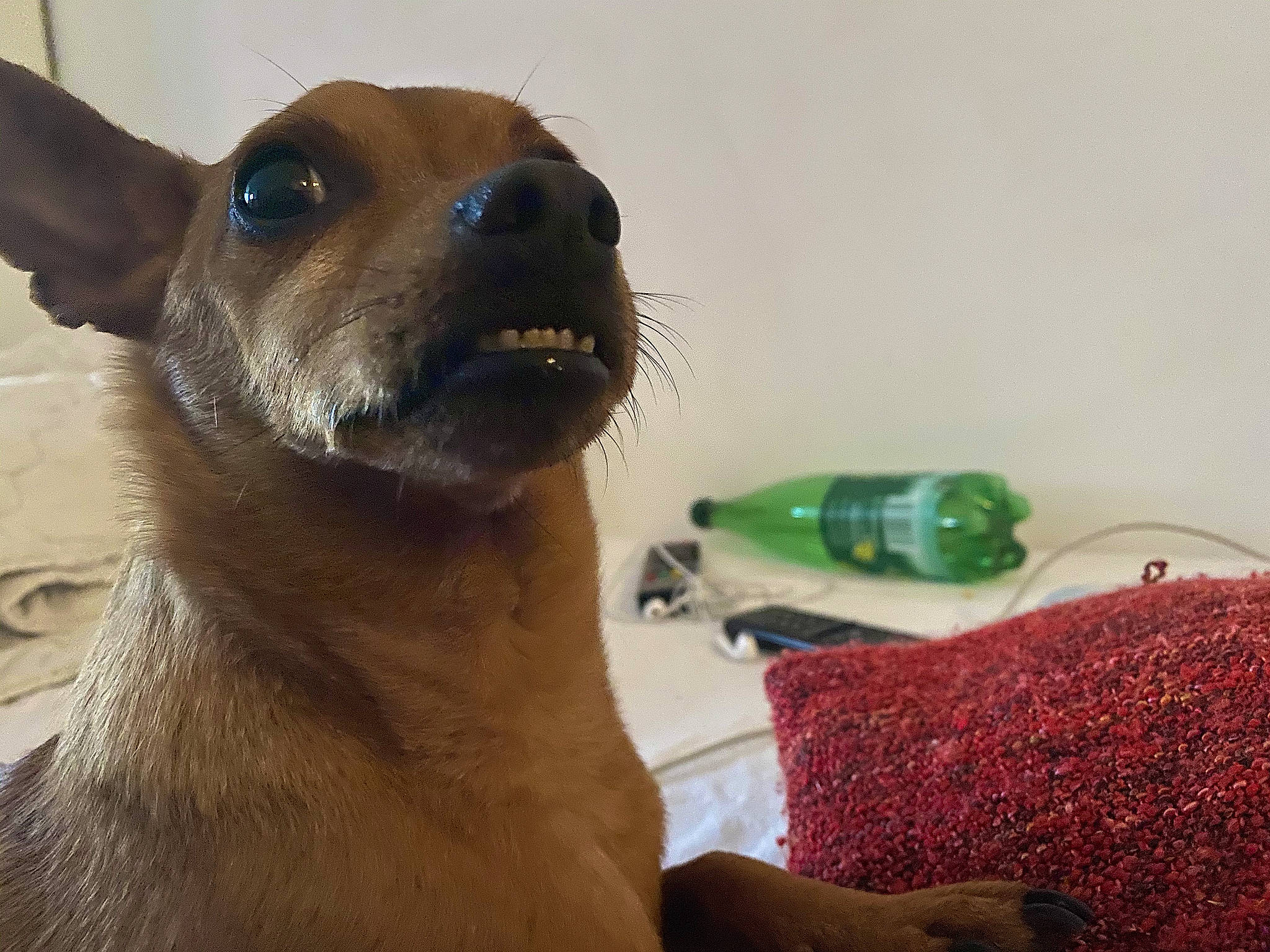 Titi a rejoint le concours — aidez-le/la à gagner de superbes lots ! ancient_dog_breeds, canidae, carnivore, collar, companion_dog, dog, dog_breed, fawn, fur, liquid, mammal, plastic_bottle, snout, sporting_group, terrestrial_animal, toy, vertebrate, whiskers, wildlife, working_animal