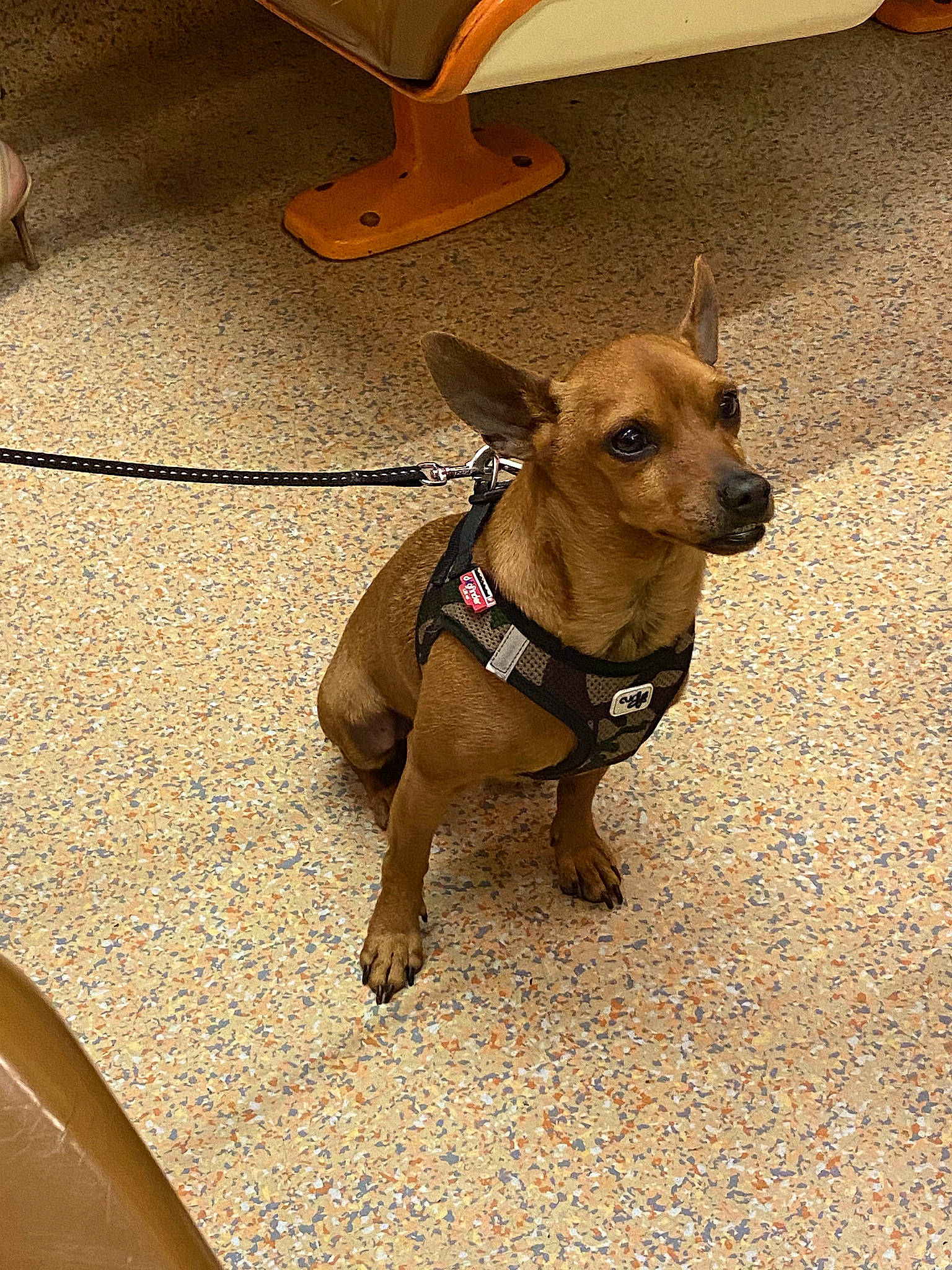 Titi a rejoint le concours — aidez-le/la à gagner de superbes lots ! brown, canidae, carnivore, collar, companion_dog, dog, dog_breed, dog_collar, dog_supply, fashion_accessory, fawn, flooring, fur, leash, liver, pet_supply, snout, sporting_group, wood, working_animal