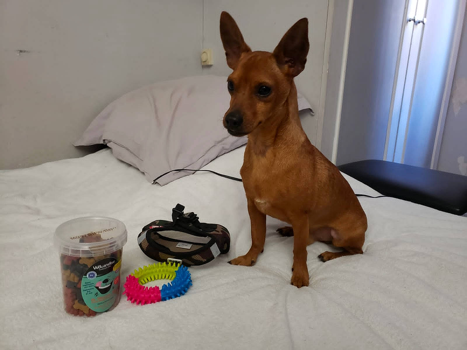 Titi participe au concours pour gagner de l'argent avec cette photo : ancient_dog_breeds, canidae, carnivore, comfort, companion_dog, dog, dog_breed, dog_supply, door, ear, fawn, liver, non_sporting_group, snout, sporting_group, terrestrial_animal, toy, toy_dog, whiskers, working_animal