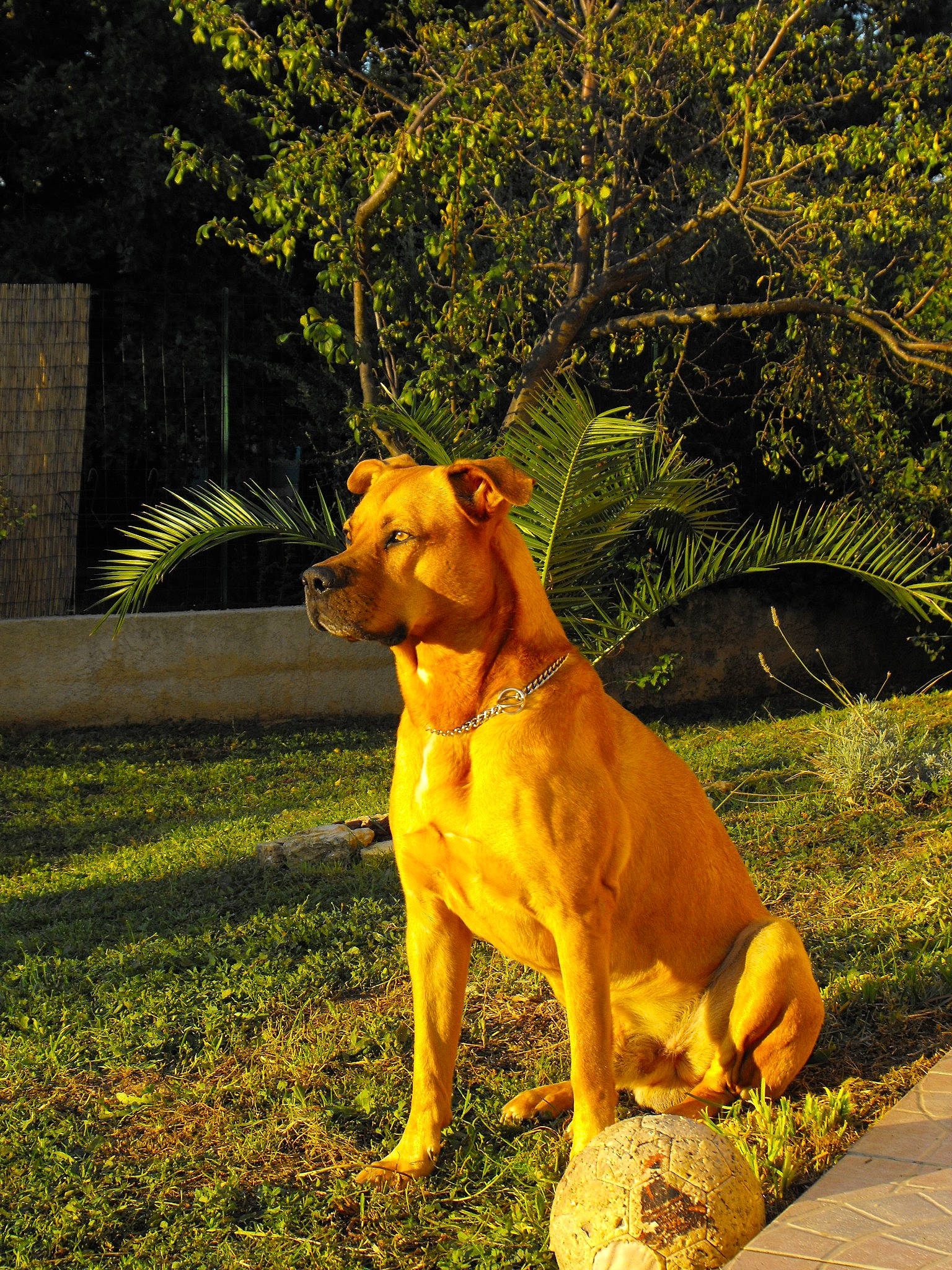 Fidji a rejoint le concours — aidez-le/la à gagner de superbes lots ! canidae, carnivore, companion_dog, dog, dog_breed, fawn, felidae, grass, plant, road_surface, snout, sporting_group, tail, terrestrial_animal, tints_and_shades, tree, whiskers, wood, working_animal, yellow