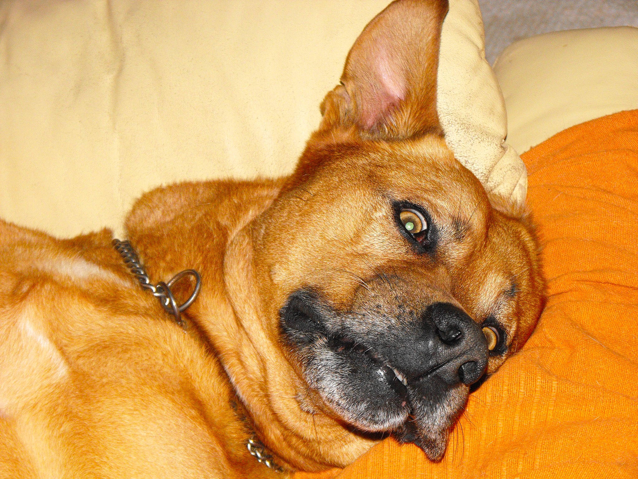 Fidji a rejoint le concours — aidez-le/la à gagner de superbes lots ! ancient_dog_breeds, bored, canidae, carnivore, comfort, companion_dog, dog, dog_breed, fawn, non_sporting_group, sporting_group, terrestrial_animal, whiskers, working_animal, working_dog, wrinkle