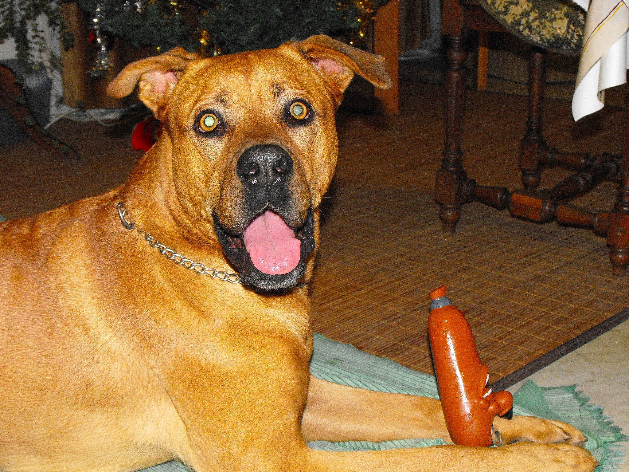 Fidji a rejoint le concours — aidez-le/la à gagner de superbes lots ! canidae, carnivore, chair, collar, companion_dog, dog, dog_breed, dog_collar, dog_supply, fawn, flooring, guard_dog, non_sporting_group, pet_supply, snout, sporting_group, wild_carrot, working_animal, working_dog, wrinkle