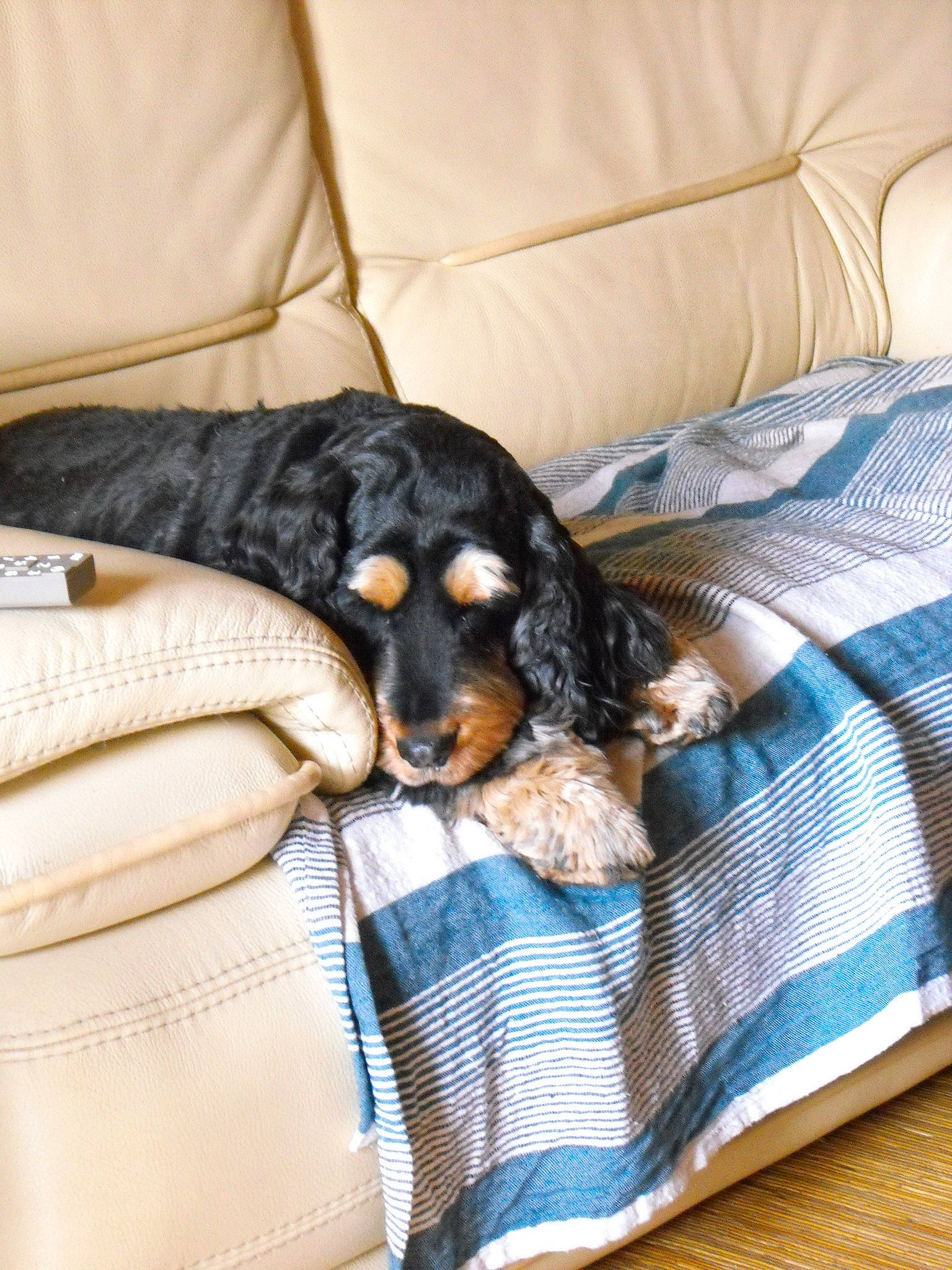 Deecky a rejoint le concours — aidez-le/la à gagner de superbes lots ! bed, bed_sheet, bedding, blanket, canidae, carnivore, comfort, companion_dog, couch, dog, dog_breed, fur, guard_dog, linens, pattern, pinscher, sporting_group, textile, toy_dog, working_animal