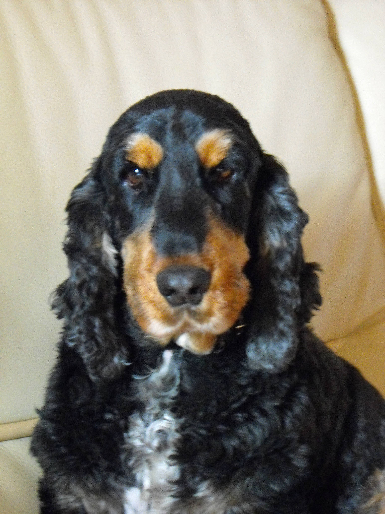 Deecky participe au concours pour gagner de l'argent avec cette photo : canidae, carnivore, companion_dog, dog, dog_breed, fur, liver, snout, sporting_group, terrestrial_animal, working_animal, working_dog