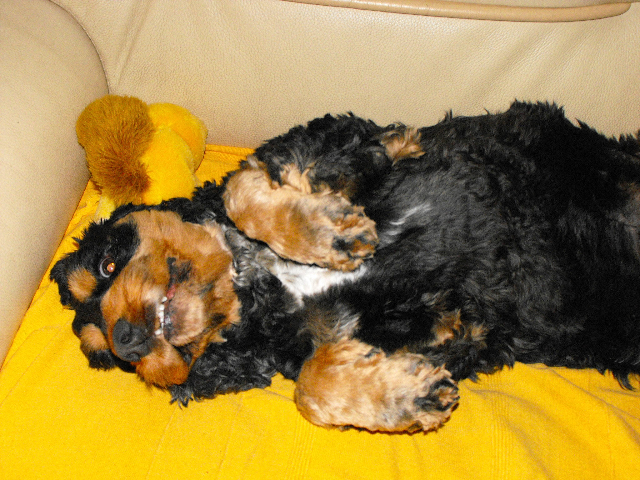 Deecky participe au concours pour gagner de l'argent avec cette photo : airedale_terrier, canidae, carnivore, comfort, companion_dog, dog, dog_breed, dog_supply, fur, labradoodle, nap, puppy, snout, sporting_group, tail, terrestrial_animal, terrier, water_dog, working_animal, yorkipoo