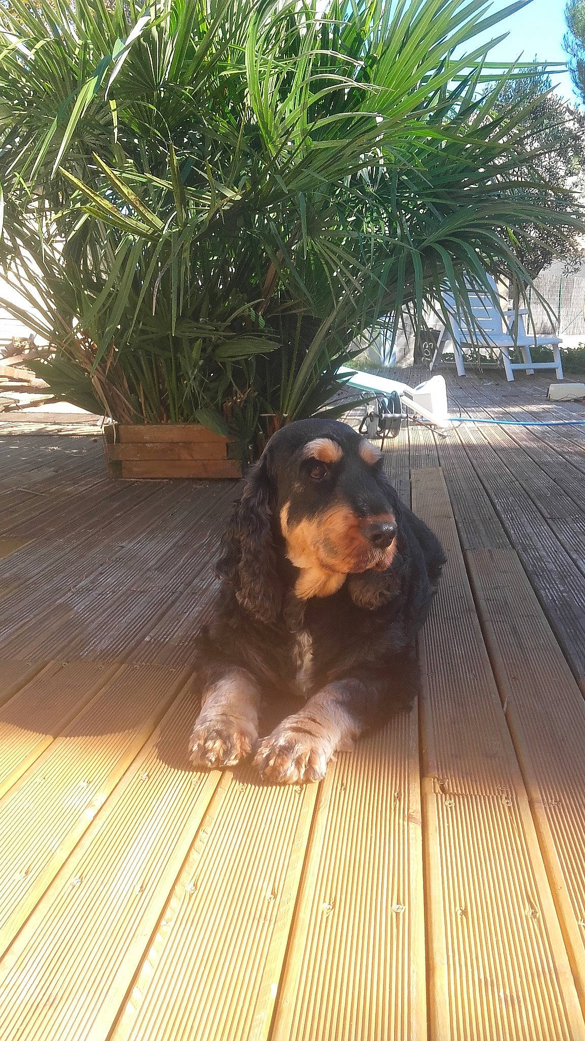 Deecky a rejoint le concours — aidez-le/la à gagner de superbes lots ! carnivore, companion_dog, deck, dog, dog_breed, fawn, floor, flooring, grass, hardwood, leisure, plank, plant, sky, snout, sporting_group, wood, wood_flooring, wood_stain, working_animal