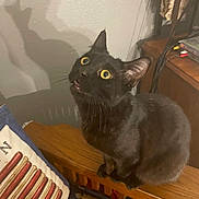 Kicker is registered to the contest to win money with this photo: black_cat, cat, pet, animal, indoor, wooden_furniture, shadow, curious, wide_eyes, whiskers, ears, looking_up, cushion, pillow, decor, lamp, cables, table, floor, patterned_rug