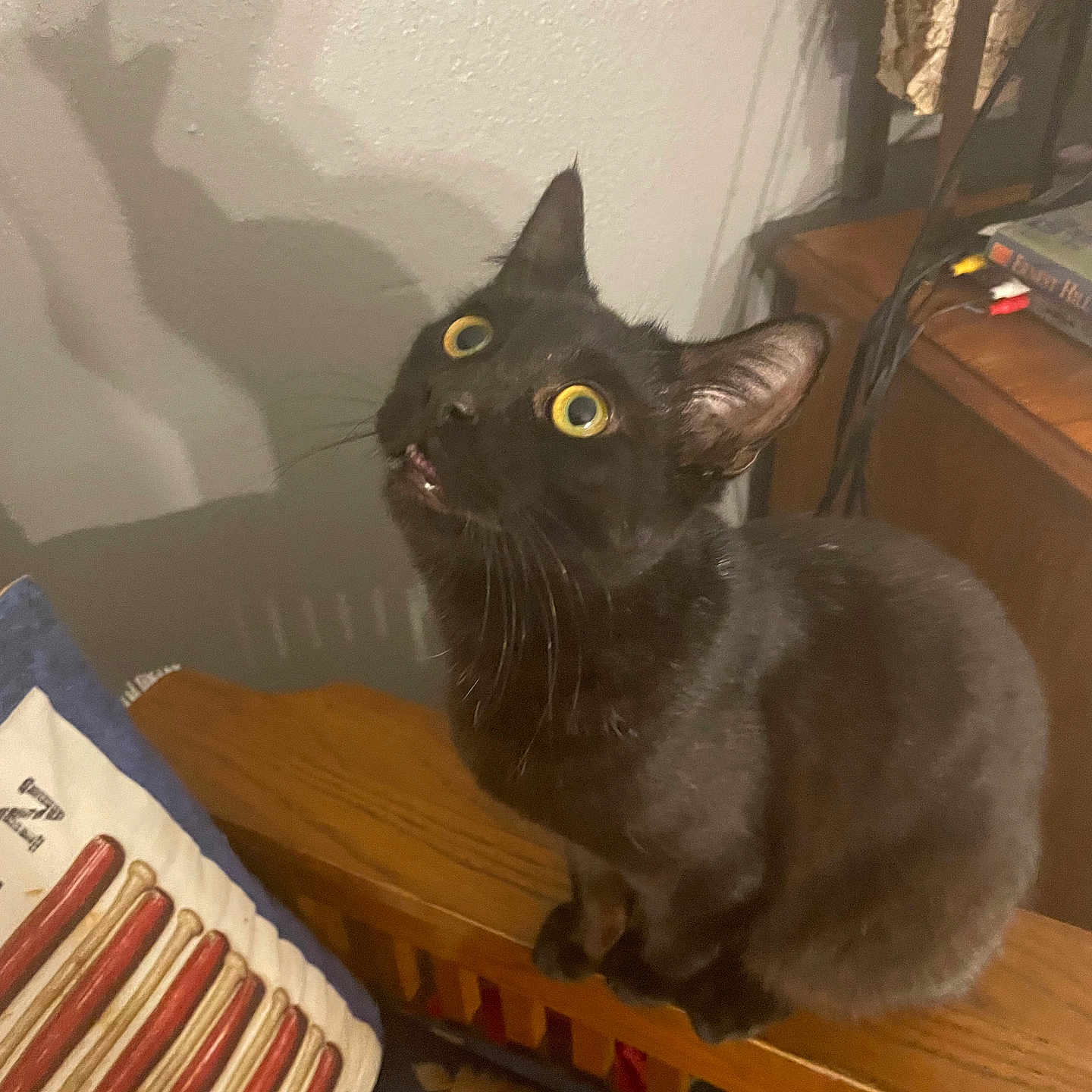 Kicker is registered to the contest to win money with this photo: animal, black_cat, cables, cat, curious, cushion, decor, ears, floor, indoor, lamp, looking_up, patterned_rug, pet, pillow, shadow, table, whiskers, wide_eyes, wooden_furniture