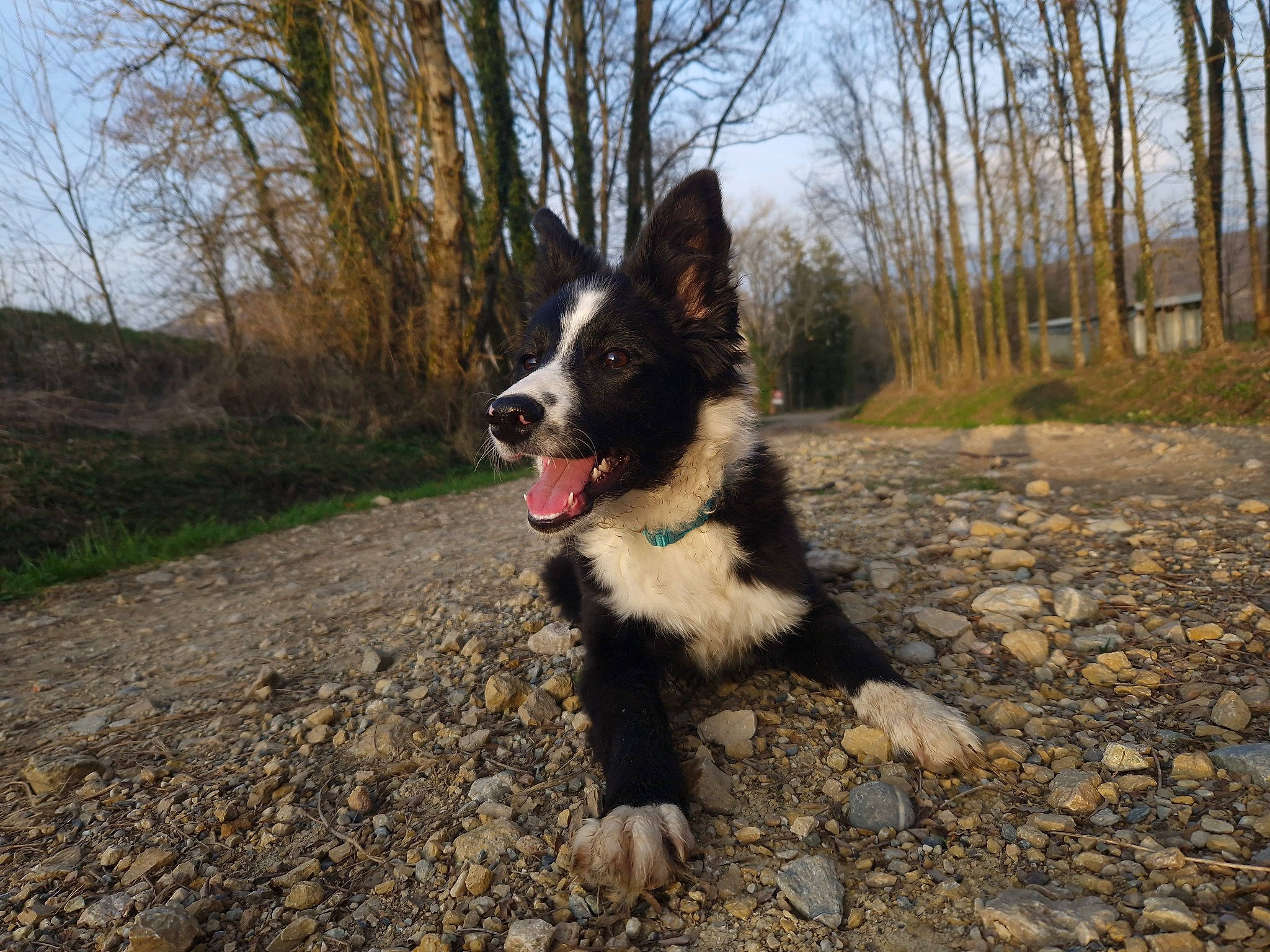 Tess participe au concours pour gagner de l'argent avec cette photo : canidae, carnivore, cloud, companion_dog, dog, dog_breed, forest, herding_dog, plant, road, sky, snout, soil, sporting_group, tail, trail, tree, wildlife, working_animal, working_dog