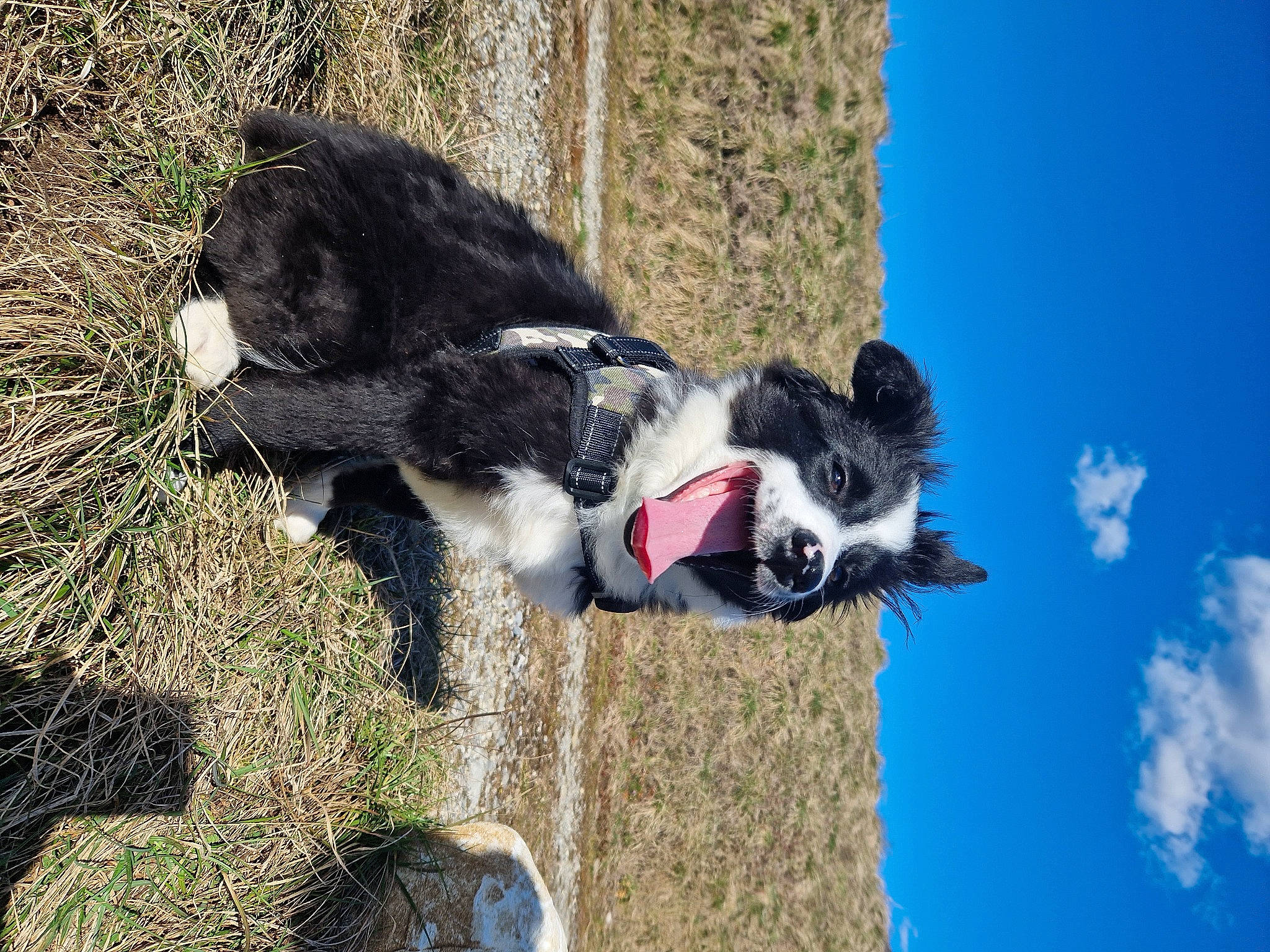 Tess a rejoint le concours — aidez-le/la à gagner de superbes lots ! blue, canidae, carnivore, cloud, collar, companion_dog, dog, dog_breed, dog_collar, dog_supply, grass, herding_dog, leash, pet_supply, plant, sky, snout, tail, tree, working_animal