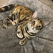 Lizzie is registered to the contest to win money with this photo: cat, tabby, pet, animal, feline, fur, whiskers, green_eyes, cute, relaxed, indoor, blanket, gray, soft, cozy, paw, laying, looking_up, domestic_cat, curious