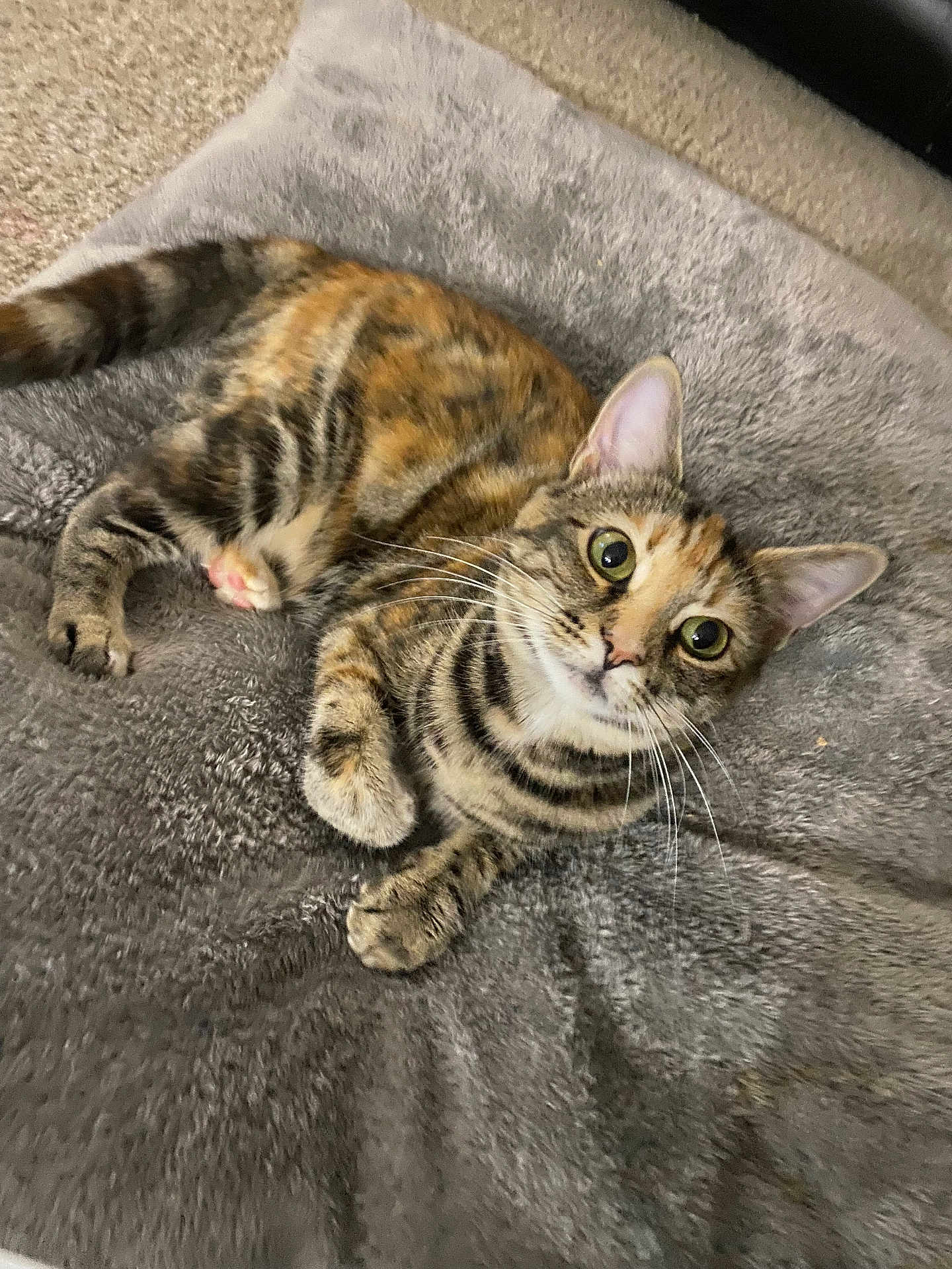Lizzie