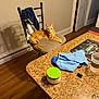 Sir Oliver is registered to the contest to win money with this photo: casual, cat, chair, cloth, clothing, container, countertop, domestic, door, furniture, home, household, indoor, orange_tabby, pet, relaxed, resting, shadow, table, wooden_floor