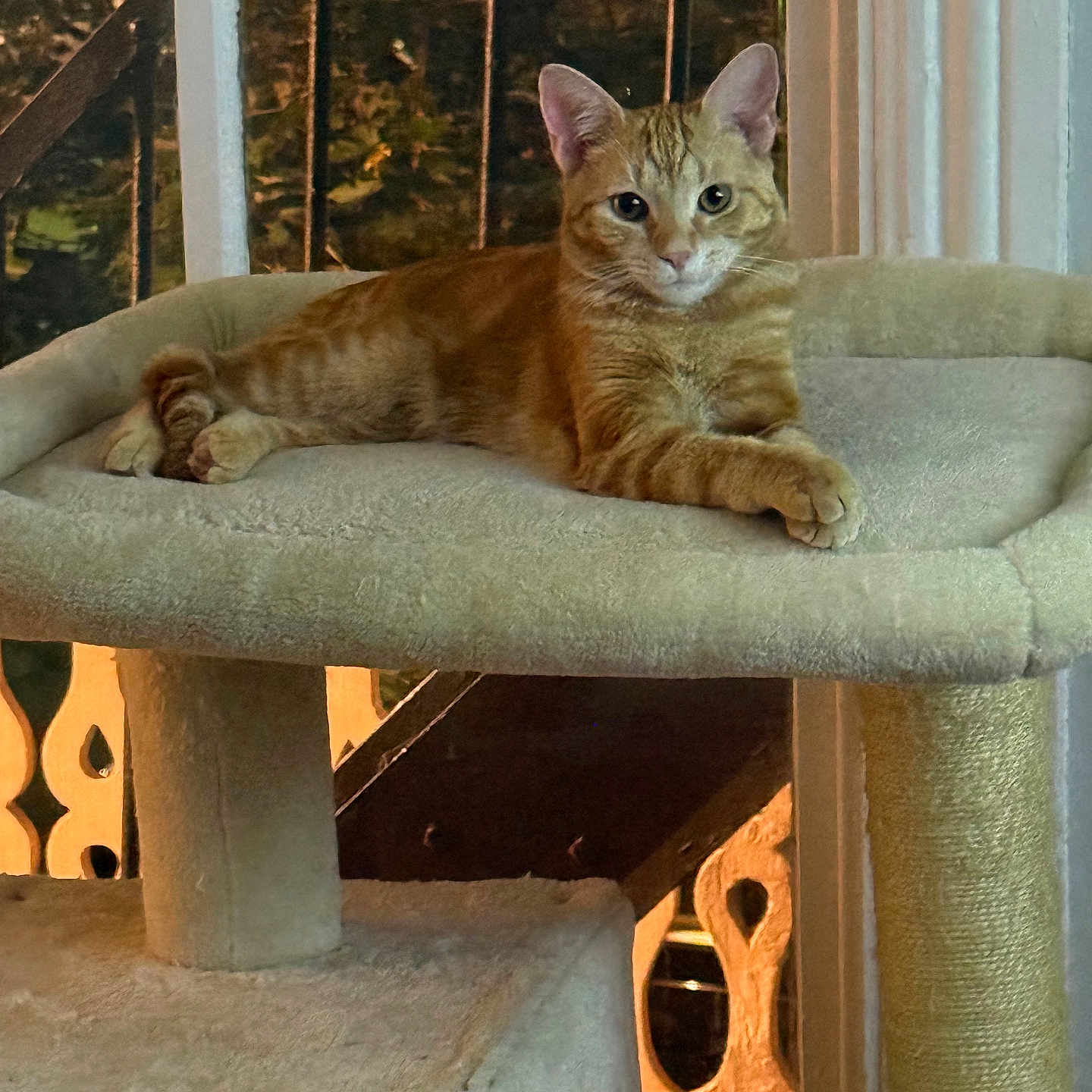 Sir Oliver