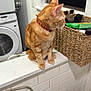basket, cat, cleaning_tools, collar, curious, domestic, dryer, feline, furniture, household_items, indoor, laundry_room, orange_cat, perched, pet, side_view, tabby, tiles, washer, window
