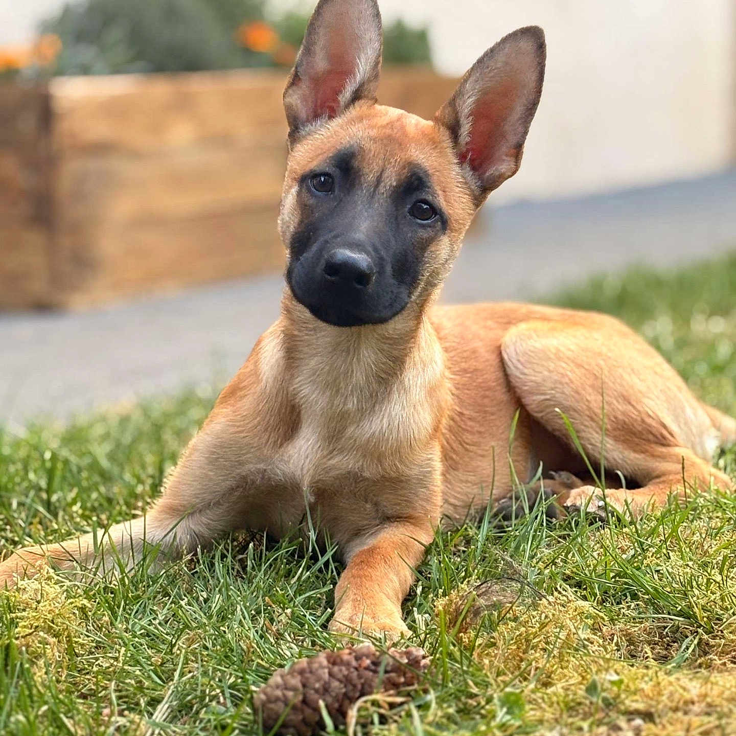 Aïka participe au concours pour gagner de l'argent avec cette photo : animal, background_blur, black_muzzle, brown_fur, canine, curious, daylight, dog, ears, focus, garden, grass, lying_down, nature, outdoor, pet, pinecone, plant, relaxed, young_dog