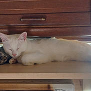 Neige Et Rider participe au concours pour gagner de l'argent avec cette photo : animal, cat, cats, cozy, cute, domestic, furniture, home, indoor, nap, pet, quiet, resting, shelf, sleeping, sunlight, tabby_cat, white_cat, window, wooden_cabinet