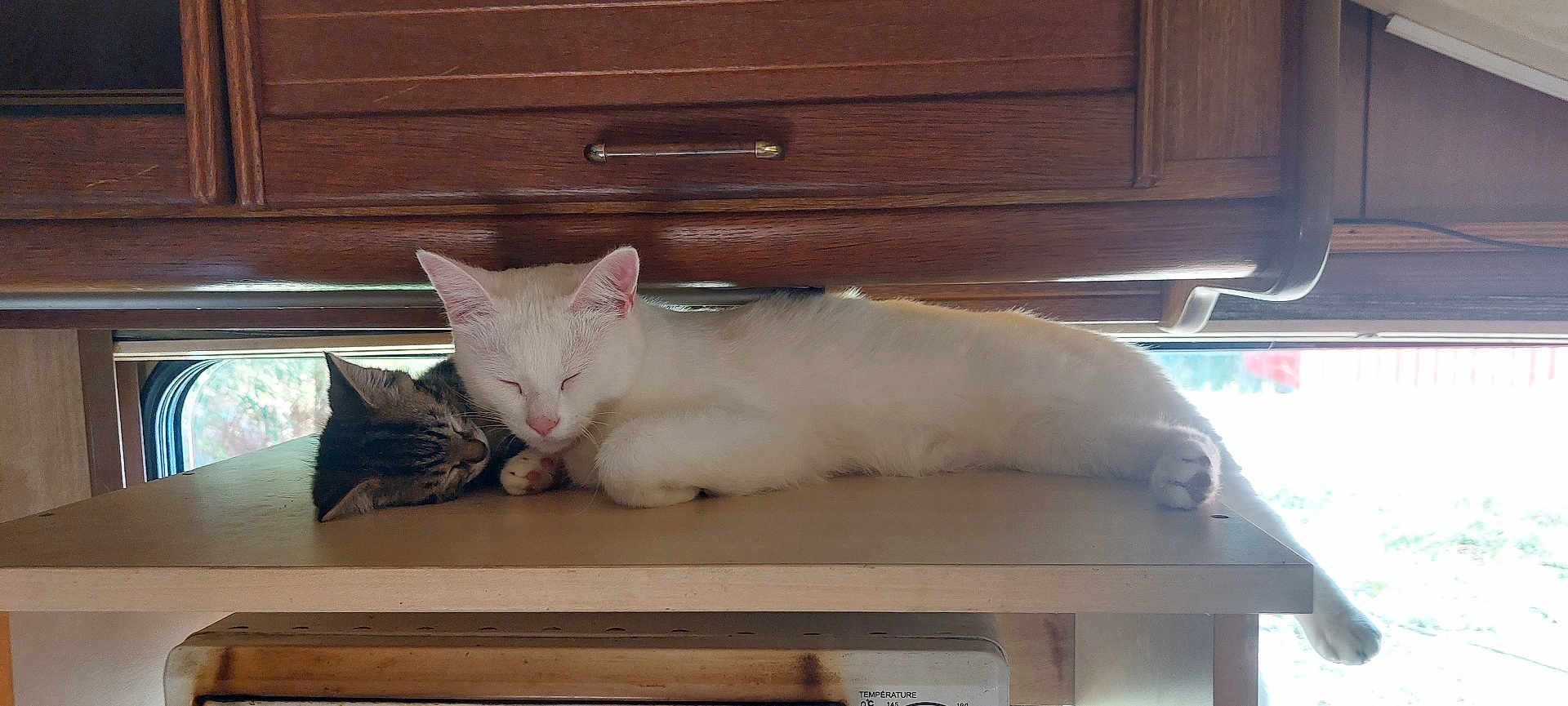 Neige Et Rider participe au concours pour gagner de l'argent avec cette photo : animal, cat, cats, cozy, cute, domestic, furniture, home, indoor, nap, pet, quiet, resting, shelf, sleeping, sunlight, tabby_cat, white_cat, window, wooden_cabinet