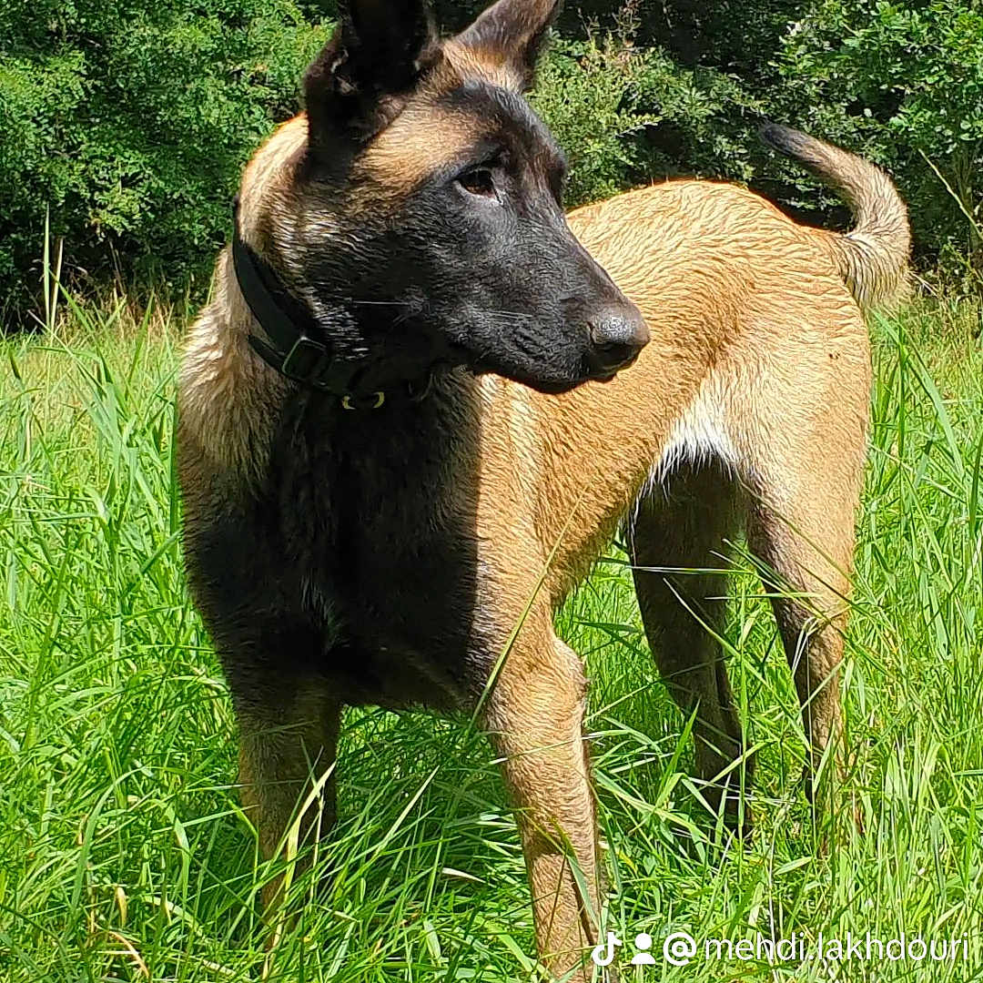 Ulysse a rejoint le concours — aidez-le/la à gagner de superbes lots ! animal, canine, dog, field, germanshepherd, grass, grassland, land, nature, outdoors, pet, plant, policedog, puppy, tree, vegetation, woodland
