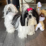 Minnie is registered to the contest to win money with this photo: dog, shih_tzu, bow, pink_bow, fluffy, black_and_white, indoor, wooden_floor, plush_toy, decor, curious, pet, small_dog, furry, cute, animal, floor, toy, standing, domestic_animal
