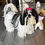dog, shih_tzu, bow, pink_bow, fluffy, black_and_white, indoor, wooden_floor, plush_toy, decor, curious, pet, small_dog, furry, cute, animal, floor, toy, standing, domestic_animal
