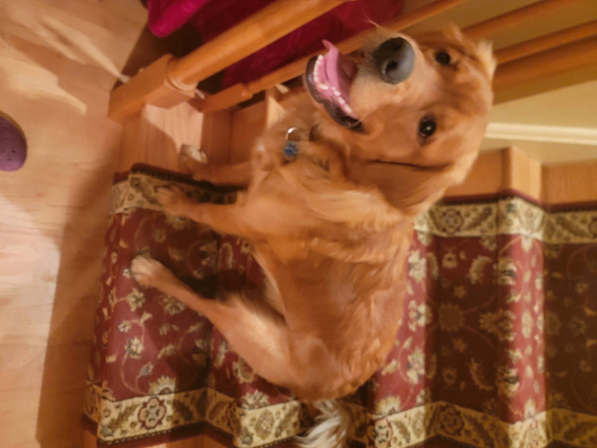 Rusty is registered to the contest to win money with this photo: canidae, carnivore, companion_dog, dog, dog_breed, dog_supply, ear, eyewear, fawn, fur, liver, non_sporting_group, pattern, pet_supply, snout, sporting_group, toy_dog, whiskers, wood, working_animal