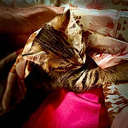Lino a rejoint le concours — aidez-le/la à gagner de superbes lots ! kitten, cat, sleeping, blanket, cozy, fur, paw, pattern, soft_light, indoor, cute, animal, pet, resting, closeup, young_cat, tabby, comfort, warm, snuggling
