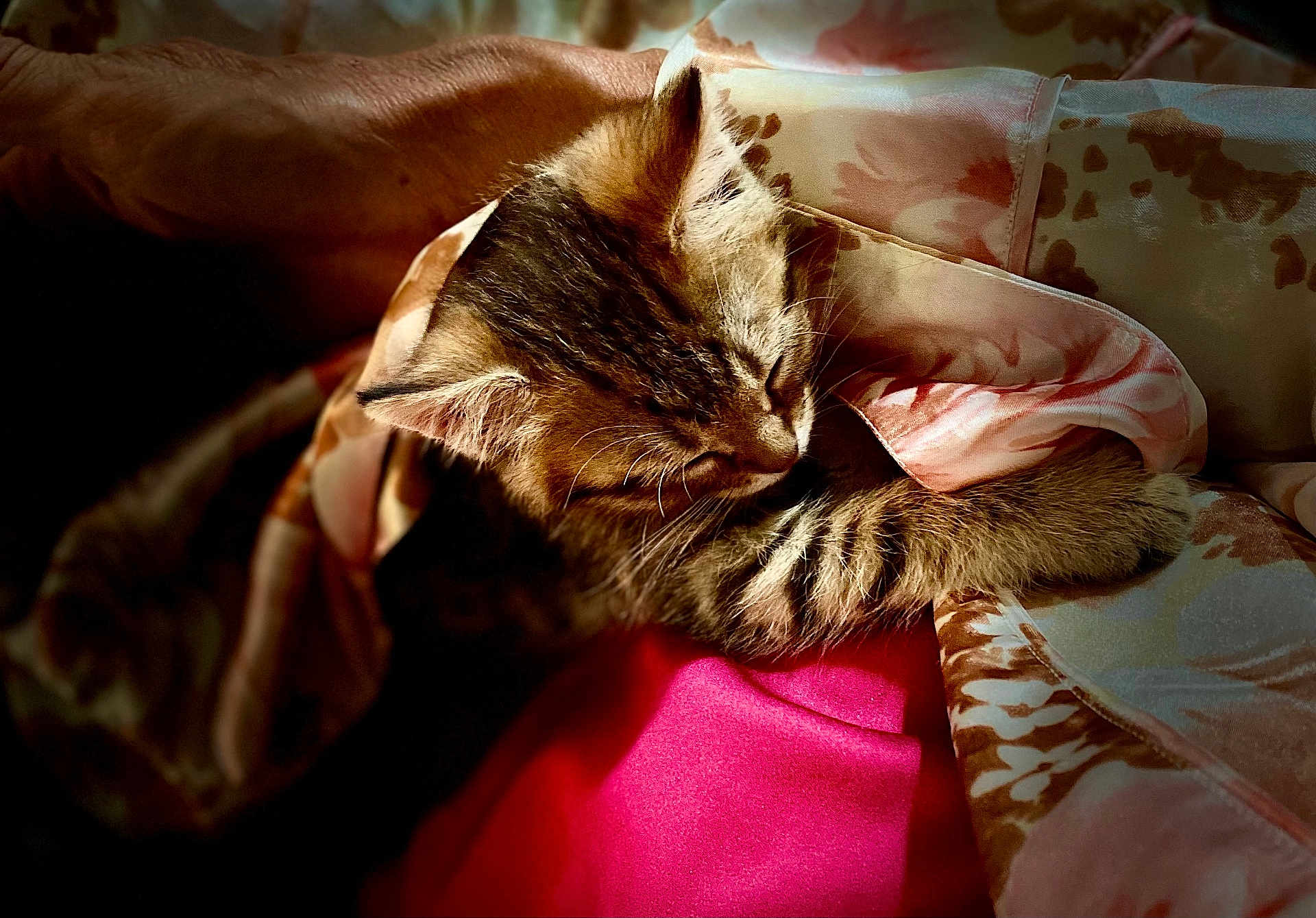 Lino a rejoint le concours — aidez-le/la à gagner de superbes lots ! kitten, cat, sleeping, blanket, cozy, fur, paw, pattern, soft_light, indoor, cute, animal, pet, resting, closeup, young_cat, tabby, comfort, warm, snuggling