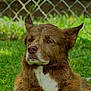 animal, brown_fur, calm, canine, chain_link_fence, closeup, daylight, dog, domestic_animal, ears, fur, grass, mammal, nature, outdoor, pet, portrait, sitting, snout, white_patch