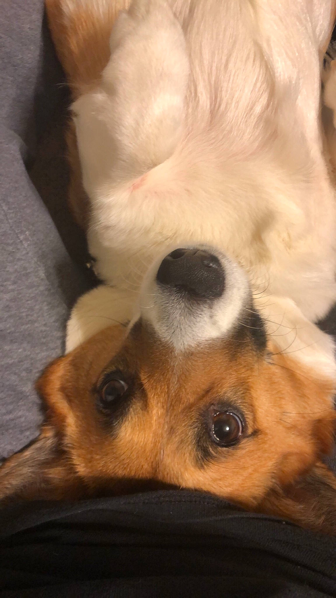 Kati joined the competition — help win amazing prizes! canidae, carnivore, close_up, comfort, companion_dog, dog, dog_breed, ear, eye, eyelash, fawn, fur, head, jaw, snout, sporting_group, terrestrial_animal, toy_dog, whiskers, working_animal