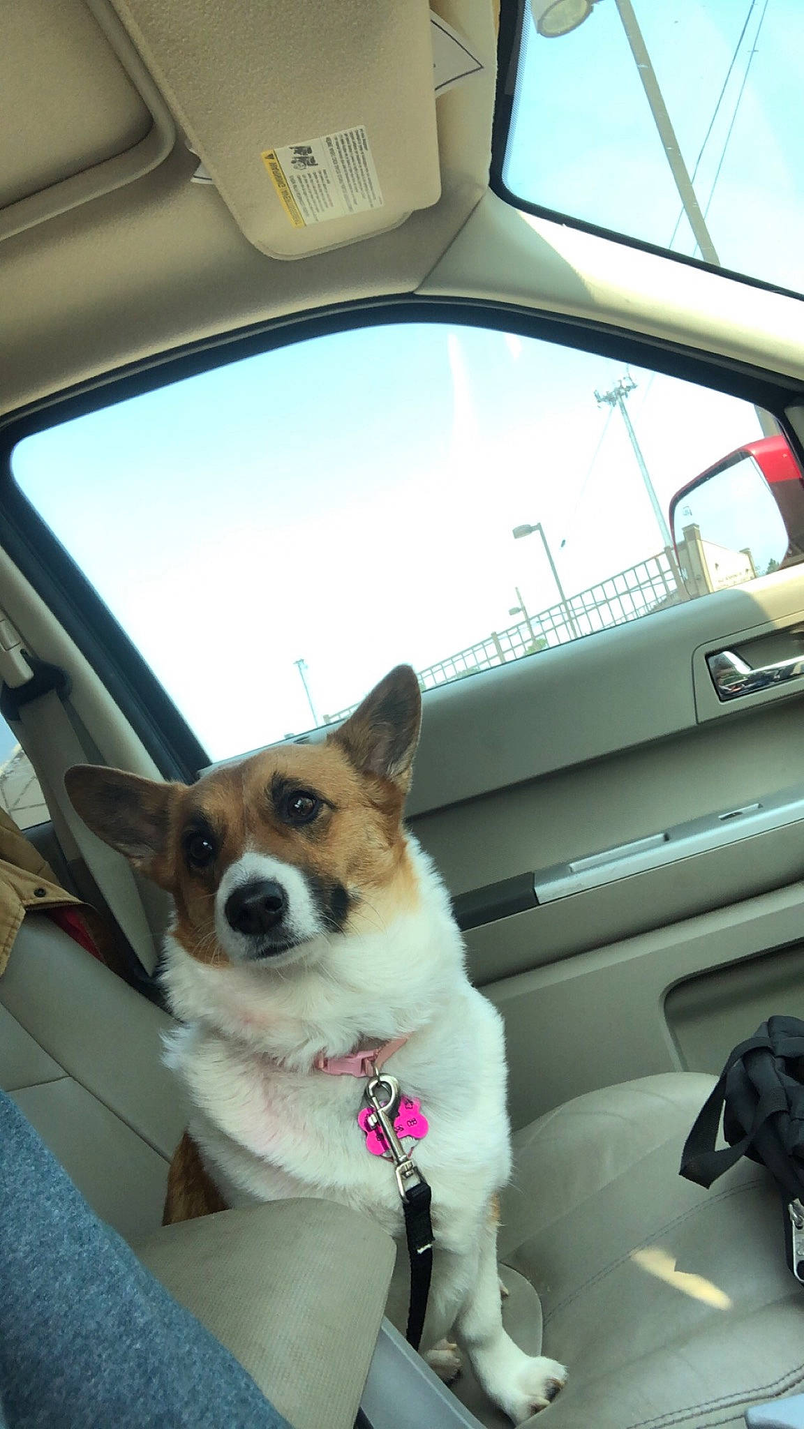 Kati is registered to the contest to win money with this photo: automotive_exterior, automotive_mirror, car, car_seat_cover, carnivore, collar, companion_dog, dog, dog_breed, dog_supply, door, fawn, hood, mode_of_transport, motor_vehicle, sky, vehicle, vehicle_door, white, window