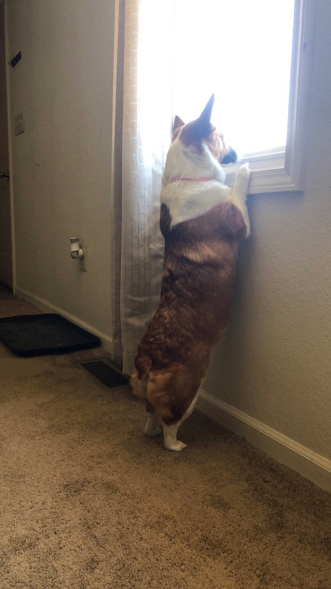 Kati is registered to the contest to win money with this photo: brown, carnivore, cat, comfort, companion_dog, dog_breed, domestic_short_haired_cat, door, fawn, felidae, floor, flooring, fur, hardwood, room, small_to_medium_sized_cats, tail, whiskers, window, wood